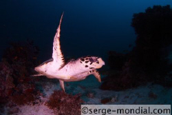 hawksbill turle, shot with tokina 10-17 fisheye by Serge Abourjeily 